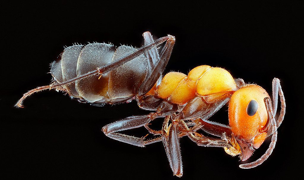 Ant Control service in Arcadia, CA