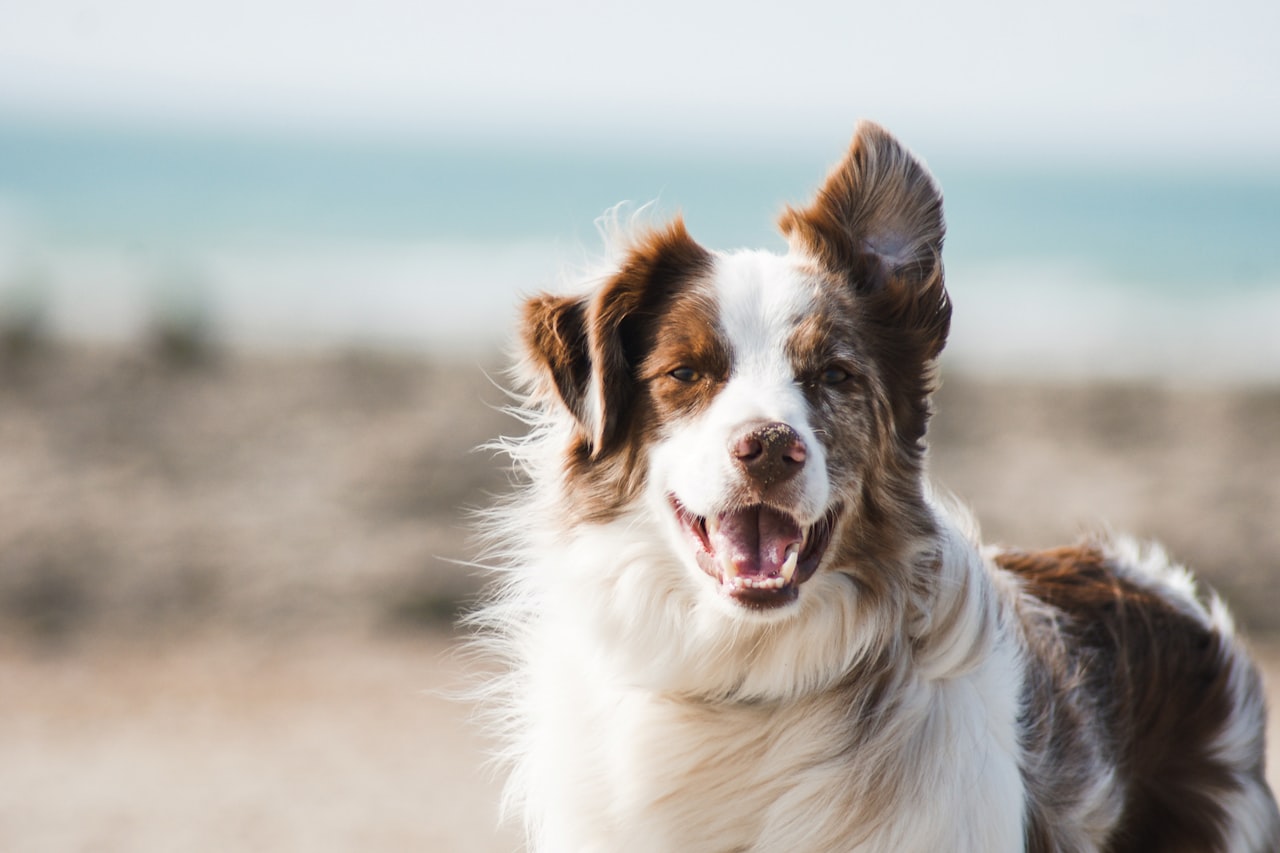 Flea & Tick Control service in Arcadia, CA
