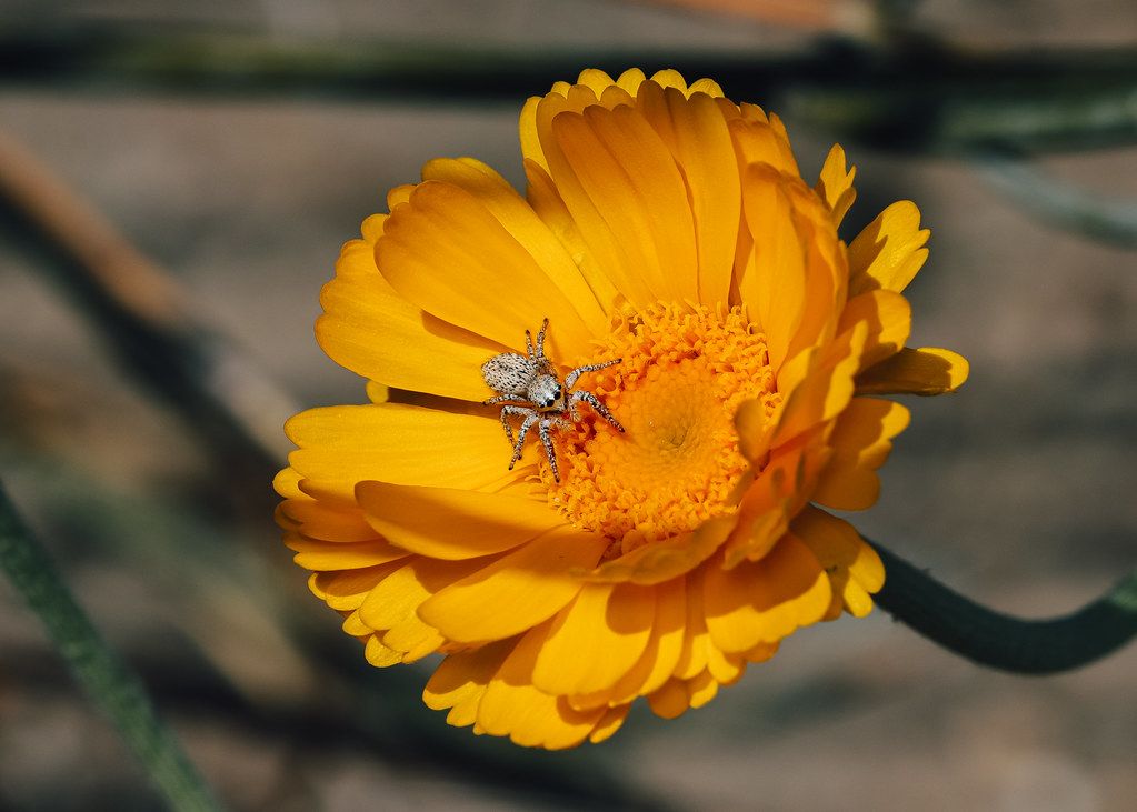 Spider Control service in Arcadia, CA